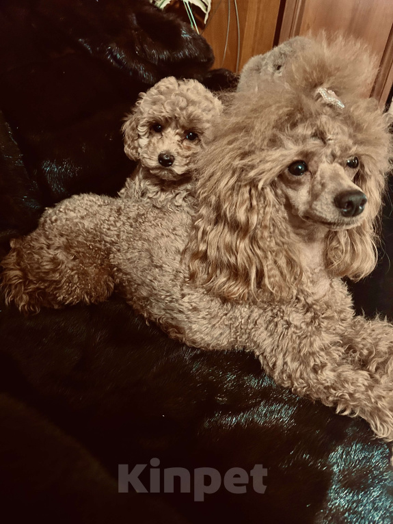 Собаки в Ногинске: Продажа щенка той пуделя  Девочка, Бесплатно - фото 1