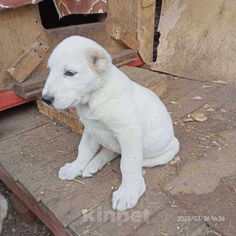 Собаки в других городах Тульской области: Щенки Алабая Девочка, 20 000 руб. - фото 5
