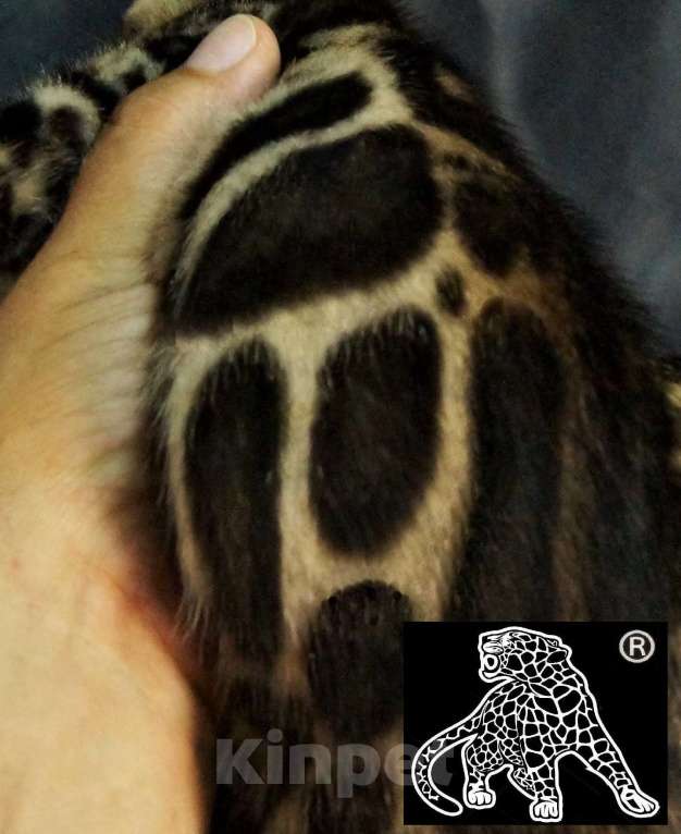 Кошки в Петропавловске-Камчатском: Бенгальский котик. ШОУ. Профессиональный питомник. Мальчик, Бесплатно - фото 5