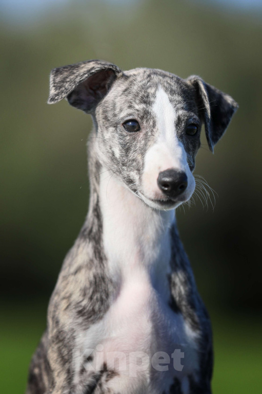 Собаки в Москве: Невероятно красивая тигровая девочка уиппет ШОУ класса Девочка, 50 000 руб. - фото 9