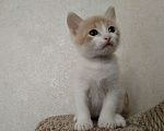 Кошки в Домодедово: Котенок в добрые руки Мальчик, 1 руб. - фото 5