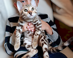 Кошки в Москве: Бенгальский котенок mink снежный (редкий окрас) Мальчик, 40 000 руб. - фото 1