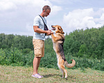 Собаки в Бронницах: Тайгер в поиске дома  Мальчик, 1 руб. - фото 4
