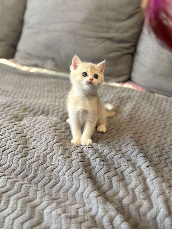 Кошки в Москве: Котенок британский девочка Девочка, 18 000 руб. - фото 4