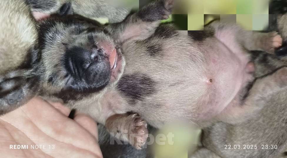 Собаки в других городах Ставропольского края: Продам цветных мопс. Тигровые, Мерле.  Мальчик, 25 000 руб. - фото 3