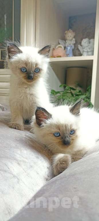 Кошки в Санкт-Петербурге: Невская маскарадная Мальчик, 15 000 руб. - фото 3