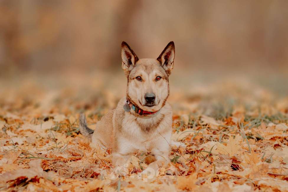 Собаки в Москве: Платон — собака, чья любовь стоит доверия Мальчик, Бесплатно - фото 3