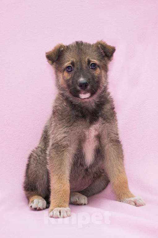 Собаки в Москве: Самая милая щенулька ищет самые добрые руки Девочка, Бесплатно - фото 1