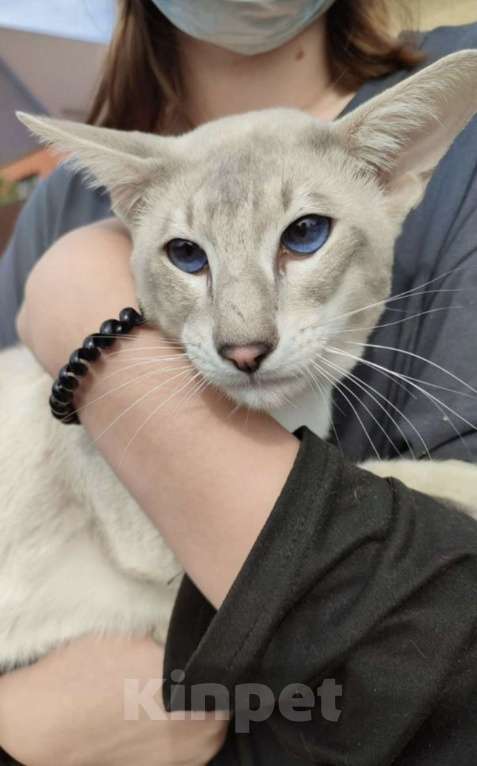 Кошки в Пятигорске: Ориентальный кот  Мальчик, 25 000 руб. - фото 2