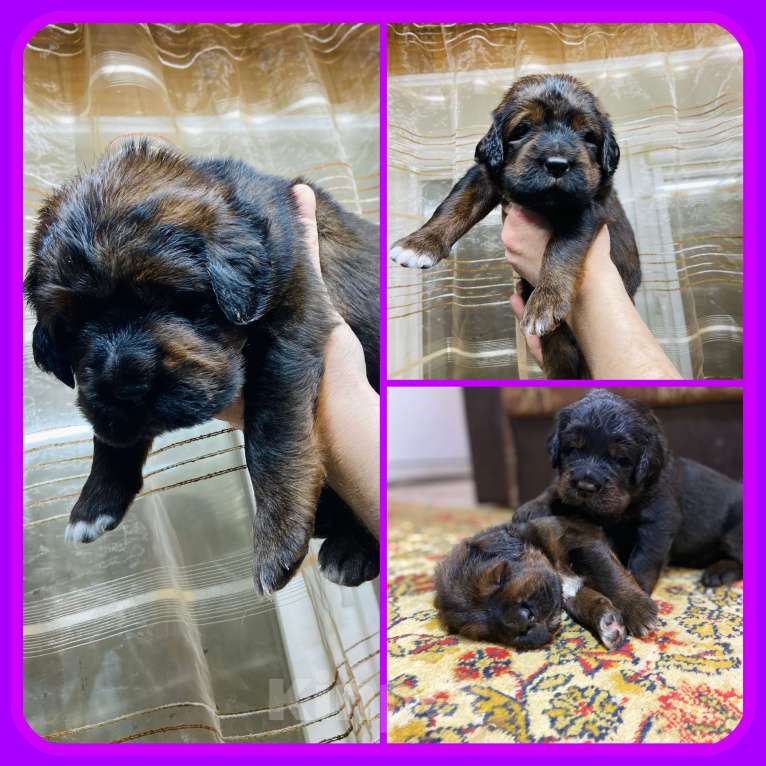 Собаки в Екатеринбурге: 19.12.2025 наша замечательная пара стала родителями прекрасных щенков Мальчик, Бесплатно - фото 2
