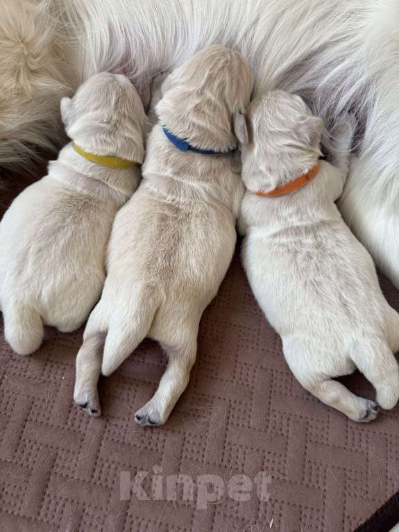 Собаки в Челябинске: Золотистый ретривер Мальчик, 80 000 руб. - фото 8