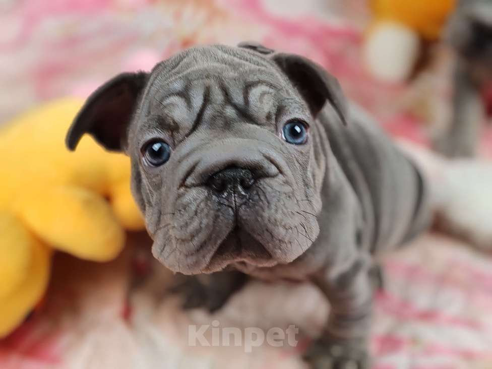 Собаки в Санкт-Петербурге: Шикарный щенки французский бульдог  Мальчик, 80 000 руб. - фото 7