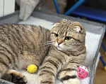 Кошки в других городах Московской области: Шотландская вислоухая кошечка Девочка, 18 000 руб. - фото 7