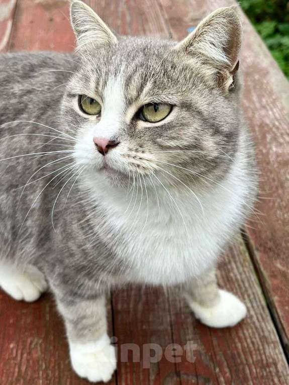 Кошки в Москве: Ласковая и мурчливая кошечка Грэя в дар Девочка, 1 руб. - фото 4