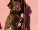 Собаки в Новокуйбышевске: Великолепный мальчик и девочка коричневого цвета., 55 000 руб. - фото 1