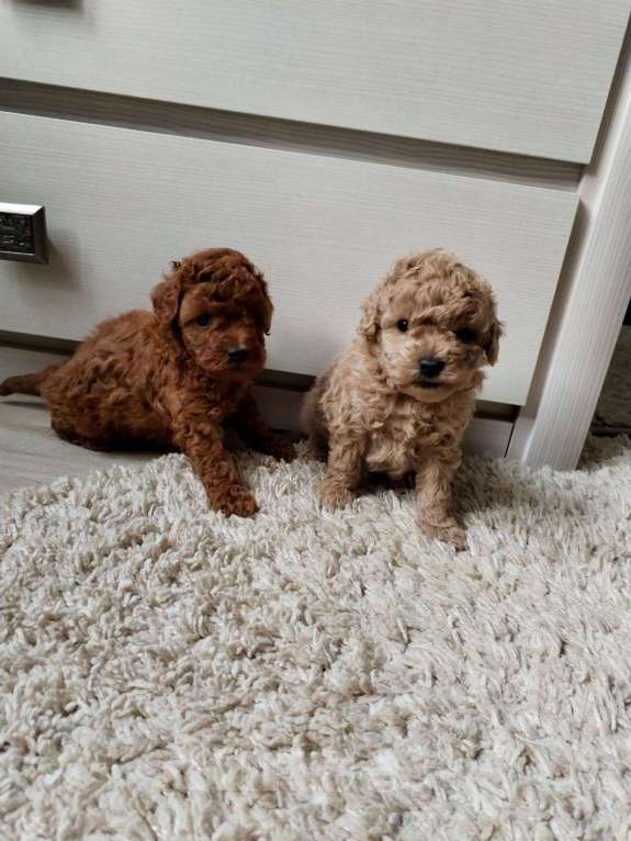 Собаки в Москве: той-пудели мальчики Мальчик, 75 000 руб. - фото 1