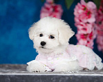 Собаки в Новосибирске: Бишон фризе. Девочка, 150 000 руб. - фото 8