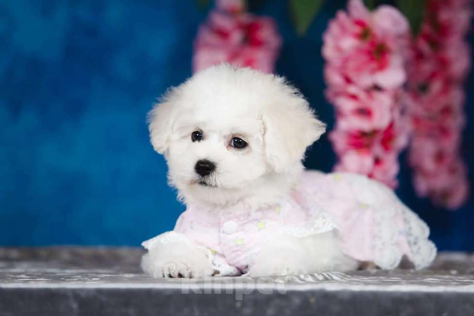 Собаки в Новосибирске: Бишон фризе. Девочка, 150 000 руб. - фото 8