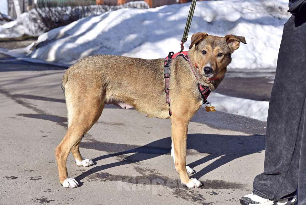 Собаки в Москве: Карамель ждет хозяев Девочка, Бесплатно - фото 4