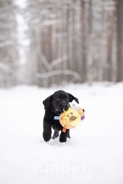 Собаки в Санкт-Петербурге: IRISLAV BLUES Мальчик, 160 000 руб. - фото 6