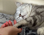 Кошки в Альметьевске: Срочно в добрые руки  Мальчик, Бесплатно - фото 4