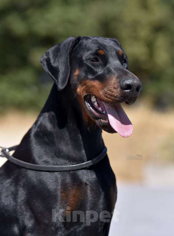 Собаки в Ялте: Крупные щенки добермана РКФ Мальчик, 70 000 руб. - фото 7