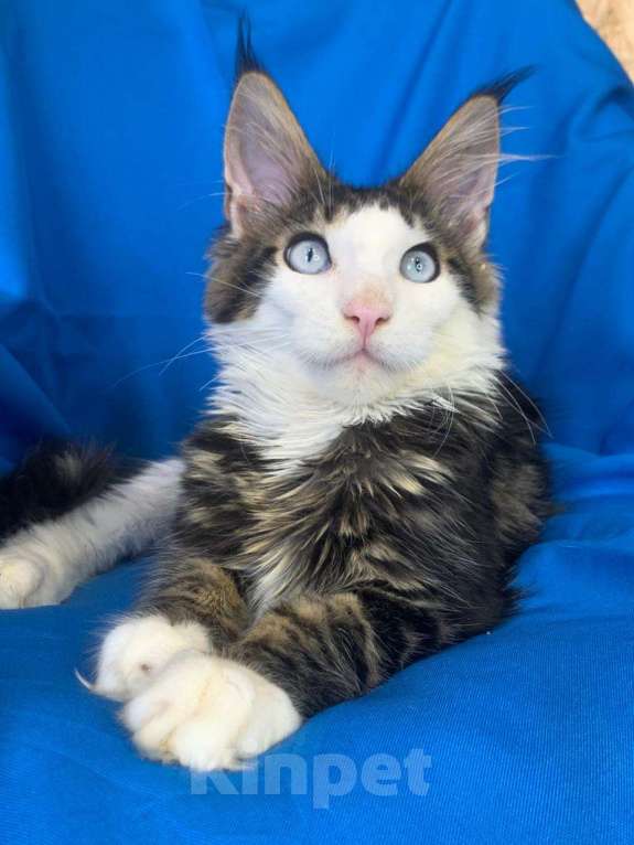 Кошки в Тамбове: Мейн-кун голубые глаза  Мальчик, 150 000 руб. - фото 6