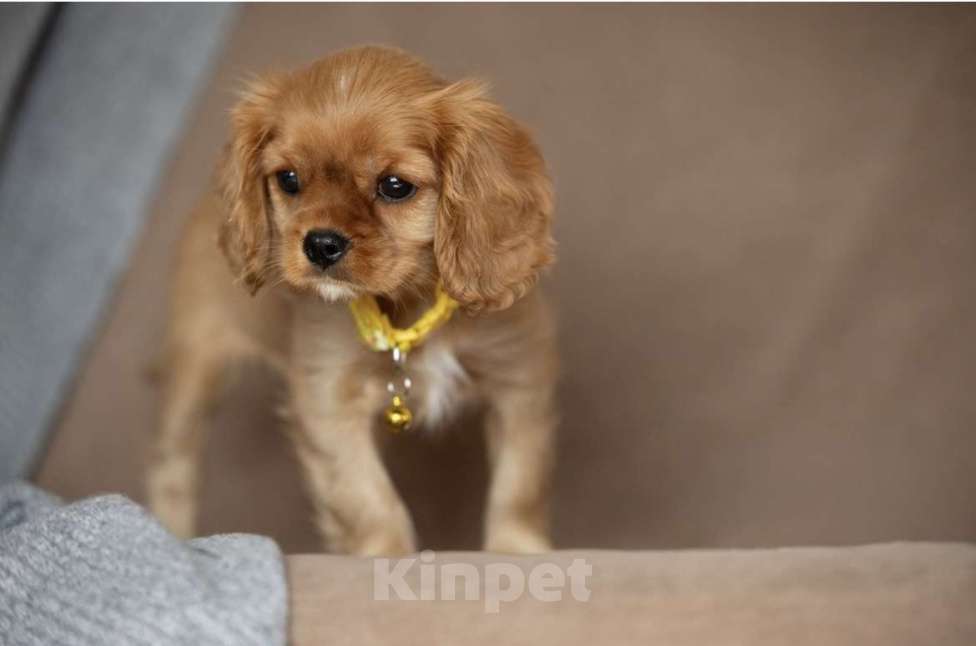 Собаки в Москве: Люсия Девочка, 85 000 руб. - фото 4