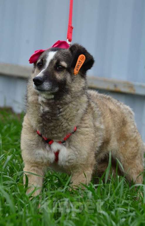 Собаки в Воронеже: Молодая собачка в добрые руки  Девочка, Бесплатно - фото 5