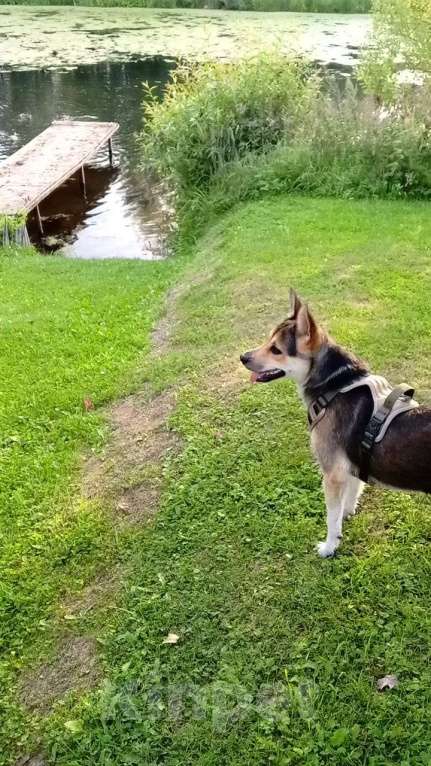 Собаки в Москве: Пропала собака Девочка, 10 000 руб. - фото 2