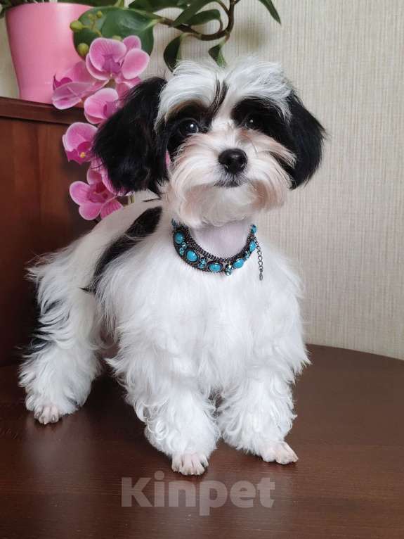 Собаки в Санкт-Петербурге: Орхидея Петербургская Разнополые, 40 000 руб. - фото 3