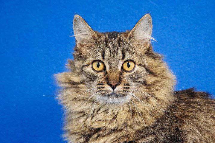 Кошки в Москве: Пушистый котик Орешек ищет семью Мальчик, Бесплатно - фото 6