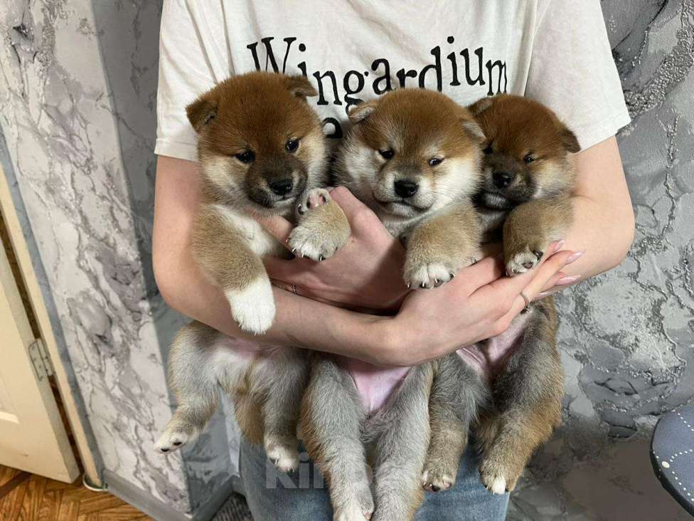 Собаки в Ярославле: Предлагаю к бронированию щенка сиба-ину Девочка, Бесплатно - фото 2