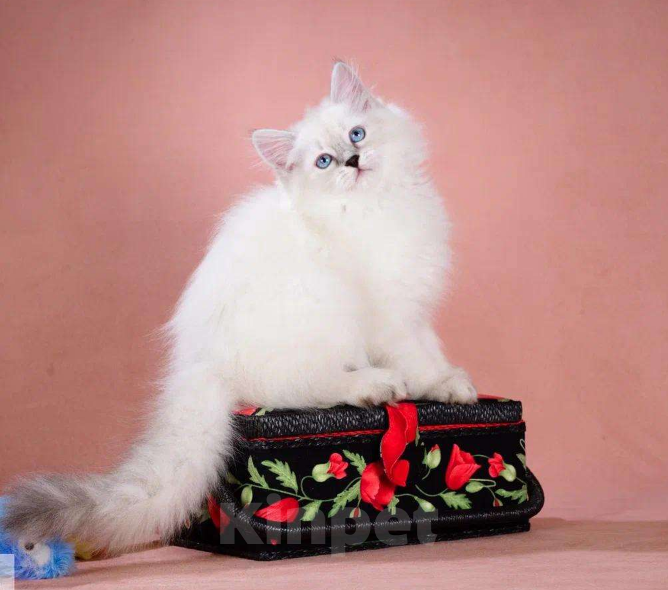 Кошки в Москве: Невский маскарадный котёнок Девочка, Бесплатно - фото 5