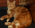 Кошки в Москве: Рыжий мраморный молодой кот Гарфилд в добрые руки Мальчик, Бесплатно - фото 1