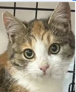 Кошки в Москве: Котенок в добрые руки Девочка, Бесплатно - фото 6