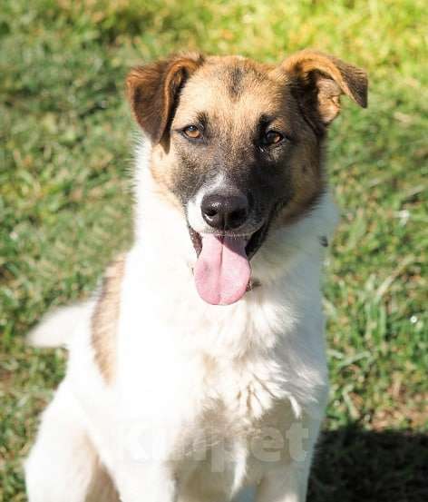 Собаки в Долгопрудном: Амурчику нужен тёплвый Дом и любящий хозяев Мальчик, Бесплатно - фото 5