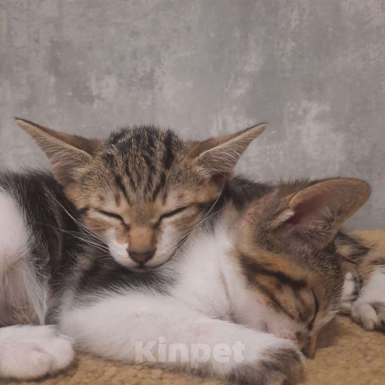 Кошки в Белокурихе: Продам котёнка Курильский бобтейл. Девочка, 5 000 руб. - фото 3