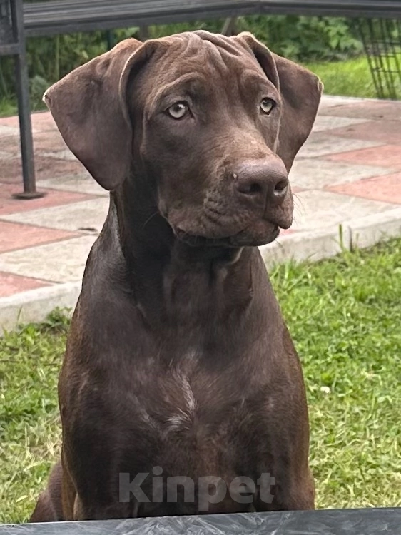 Собаки в других городах Калужской области: Суки прайтер Девочка, 110 000 руб. - фото 2