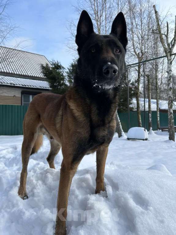 Собаки в других городах Московской области: Малинуа для спорта, работы, выставок и просто активной жизни Девочка, 60 000 руб. - фото 9