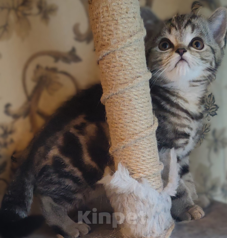 Кошки в Туле: Шотландские котята Разнополые, 3 000 руб. - фото 2