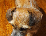 Собаки в Искитиме: Собачка компаньон Девочка, Бесплатно - фото 3