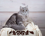 Кошки в Санкт-Петербурге: Британский длинношерстный молодой котик Мальчик, Бесплатно - фото 1