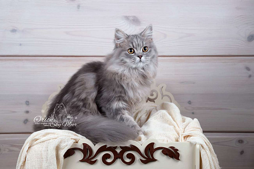 Объявление: Британский длинношерстный молодой котик, Бесплатно, Санкт-Петербург