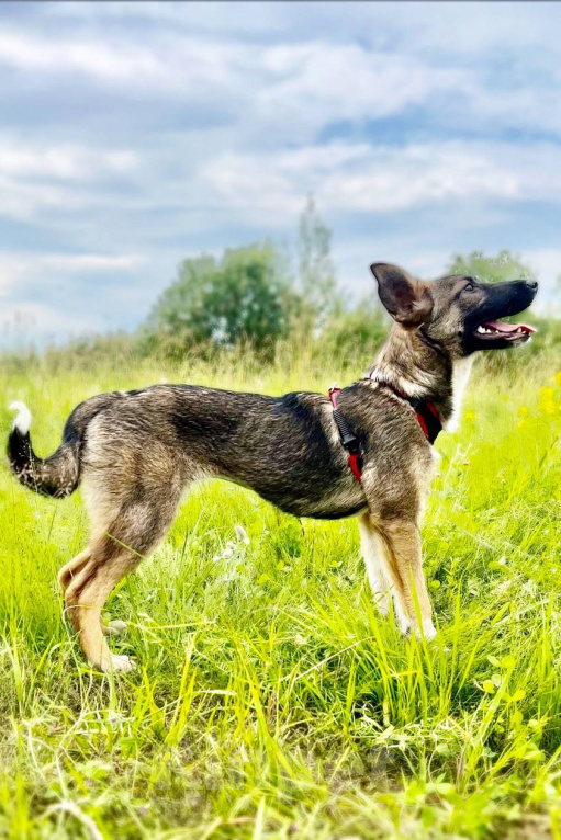 Собаки в Москве: ВЕСНУШКА. Нежная рыжая красотка. Девочка, 1 руб. - фото 3