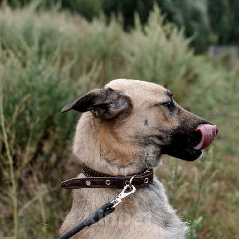 Собаки в Москве: Персиваль Мальчик, Бесплатно - фото 4