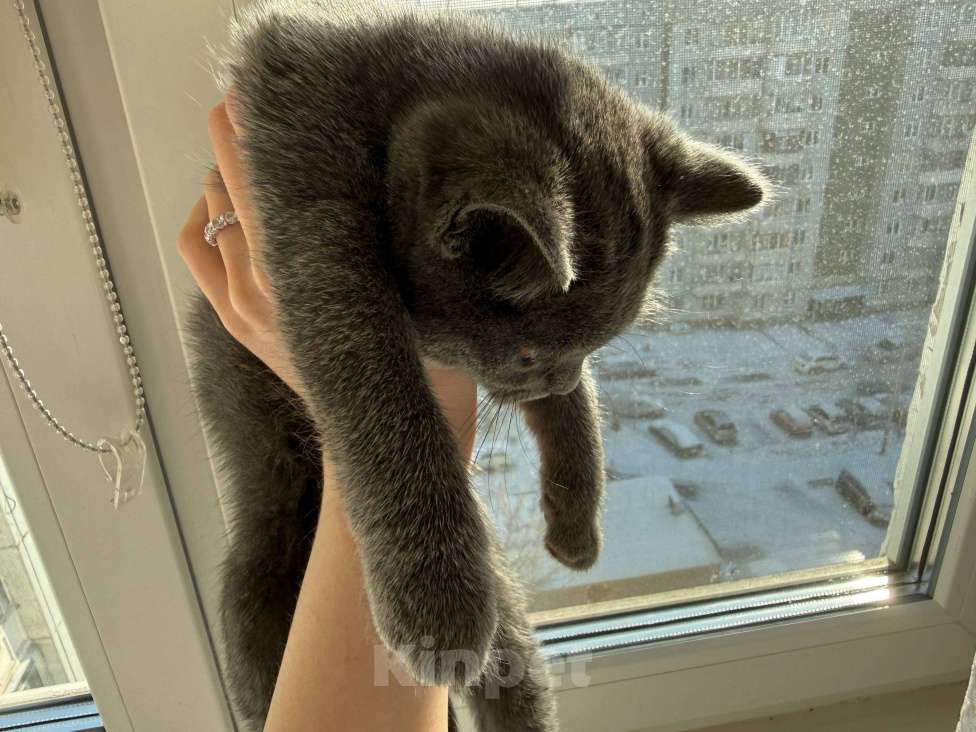Кошки в Красноярске: Шотландская прямоухая котенок Девочка, 7 000 руб. - фото 5
