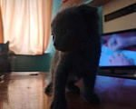 Кошки в Кемерово: Котята в добрые руки Девочка, Бесплатно - фото 4
