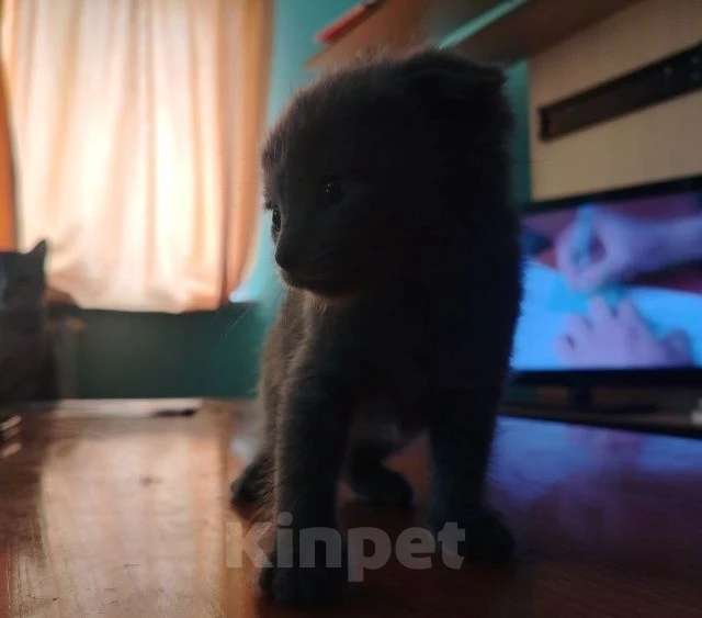 Кошки в Кемерово: Котята в добрые руки Девочка, Бесплатно - фото 4