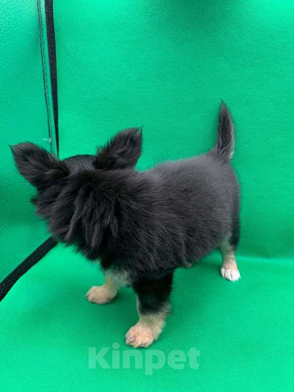 Собаки в Москве: Щенок чихуахуа, мальчик, длиношерстный.  Мальчик, 70 000 руб. - фото 8